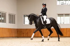 Anatomische Spezialtrense FaySport Glitter, ohne Zügel