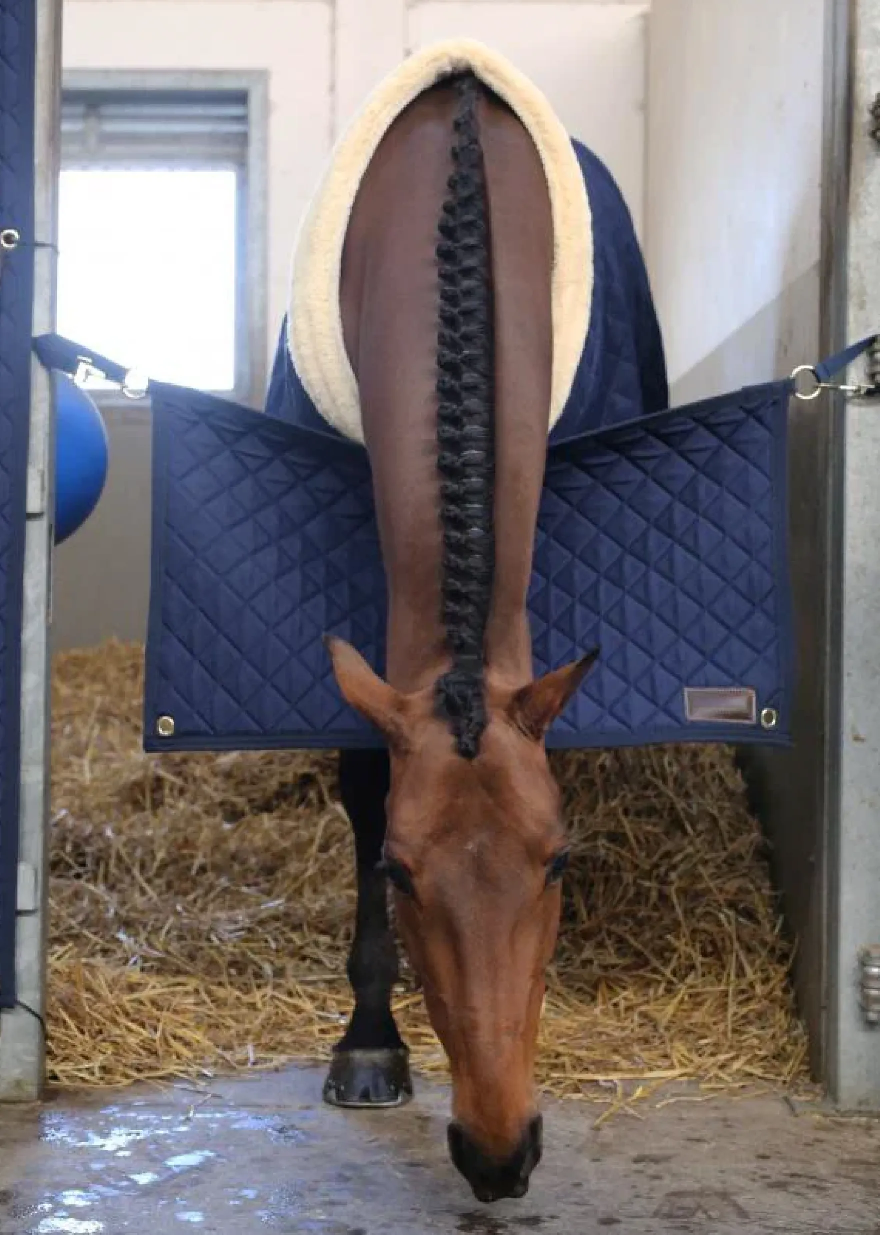 Boxentürverschluss Stable Guard