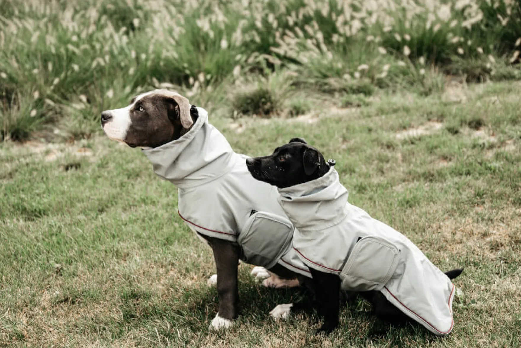 Dog Raincoat, Regenmantel, Hundemantel