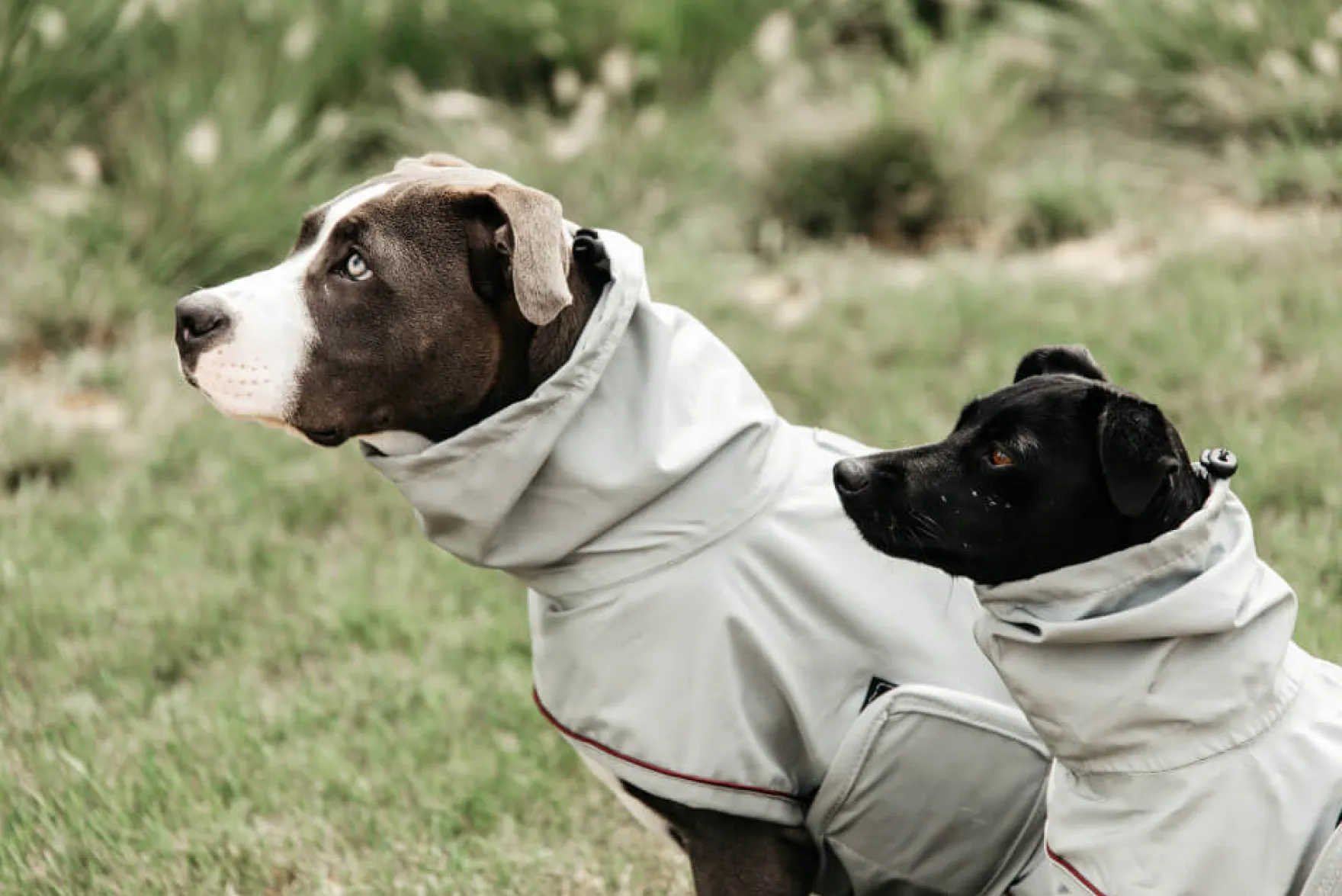 Dog Raincoat, Regenmantel, Hundemantel