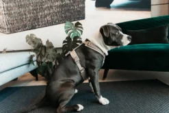 Hundegeschirr Active Velvet