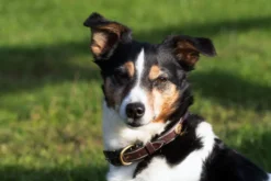 Hundehalsband Fancy DLA, Lederhalsband