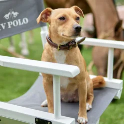 Hundehalsband HVPLegacy, Lederhalsband