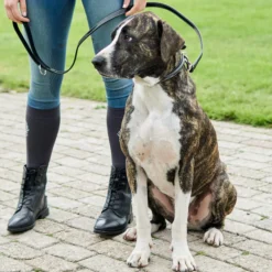 Hundehalsband HVPLegacy, Lederhalsband