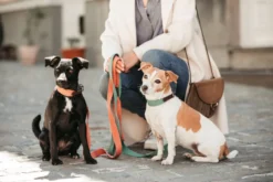 Hundehalsband Jacquard