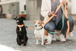Hundehalsband Jacquard