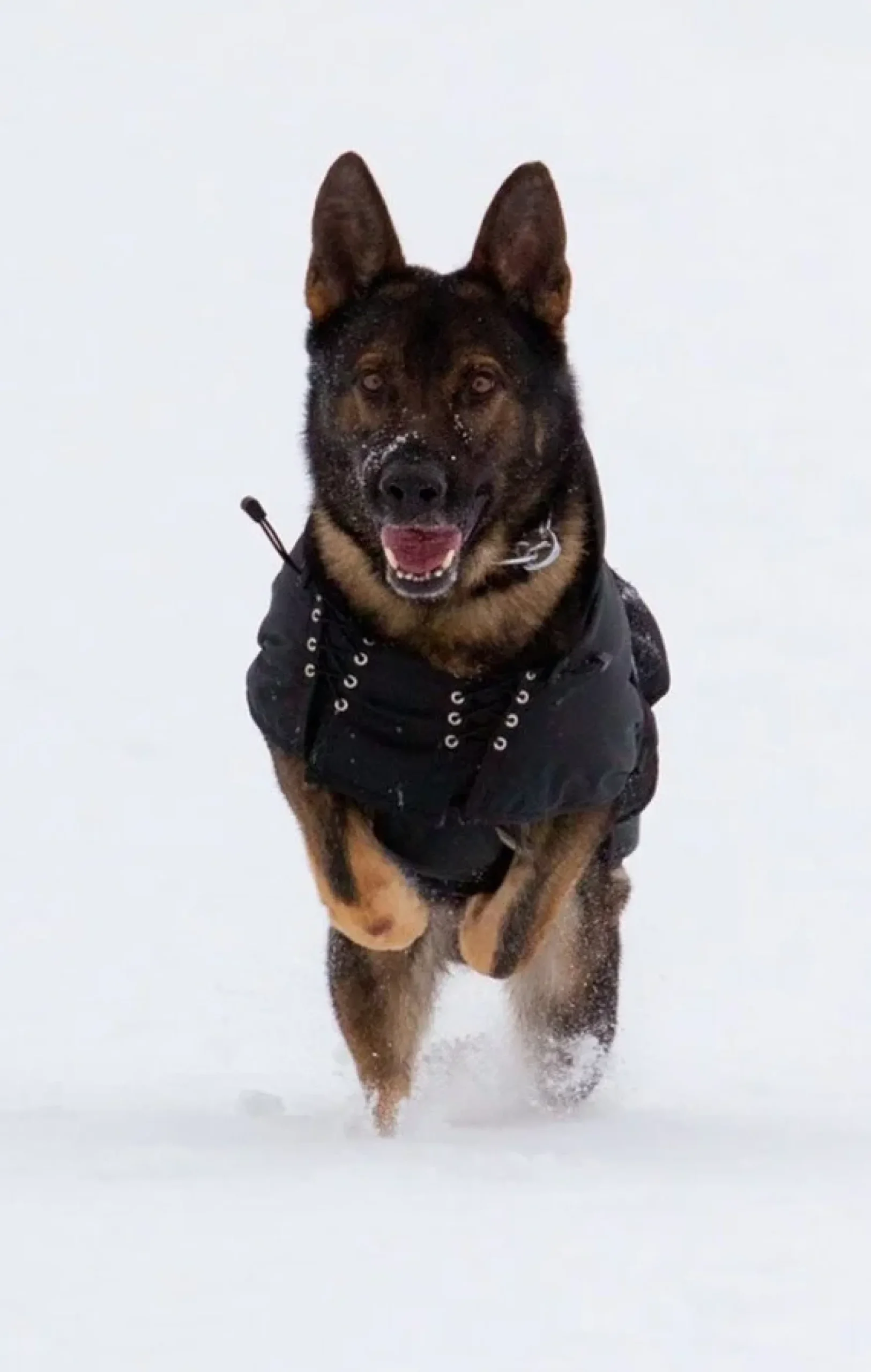 Hundemantel Allwetterdecke Gefüttert, Hundejacke