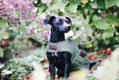 Hundemantel Waterproof, 300 g, Regenjacke, Hundejacke
