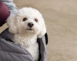 Hundetasche KLMacey HW25, mit Kissen