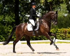 Kandare FayPerform Shine, schwedisches Reithalfter, ohne Zügel, anatomisch