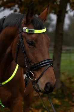 Stirnriemen LED, Leuchtstirnriemen