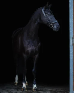 Trense FaySport Blackpearl, anatomisch, ohne Zügel