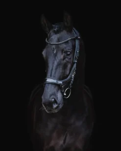 Trense FaySport Blackpearl, anatomisch, ohne Zügel