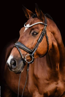Trense Johnny by Isabell Werth, schwedisch kombiniert, ohne Zügel